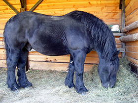 A horse eating hay in his stall